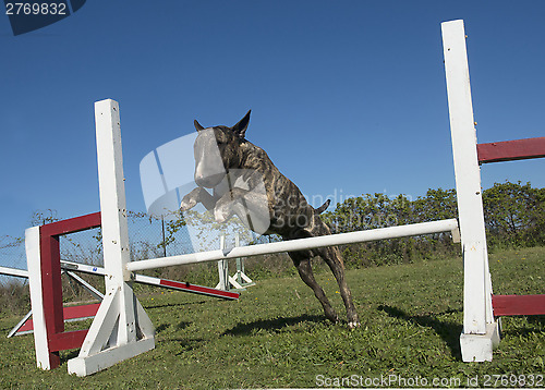 Image of training of agility