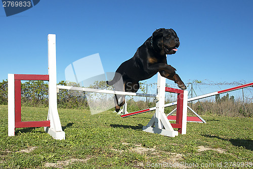 Image of rottweiler in agility