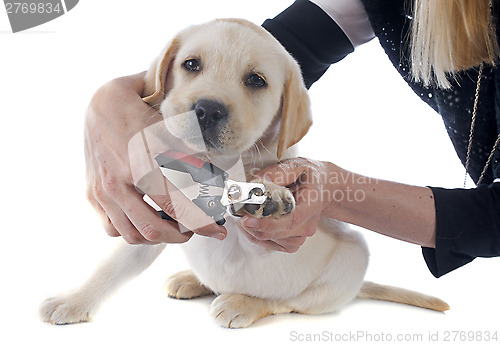 Image of cutting the nails