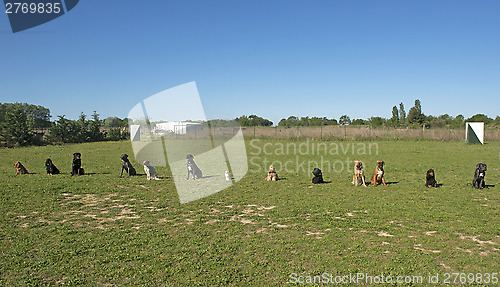 Image of group of dogs