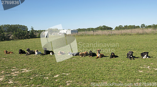 Image of group of dogs