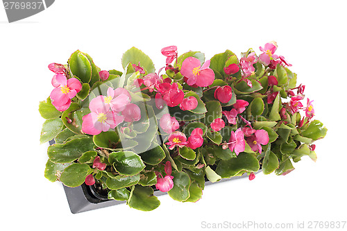 Image of begonias