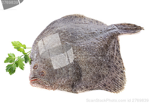 Image of turbot