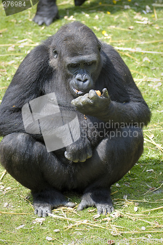 Image of Lowland Gorilla