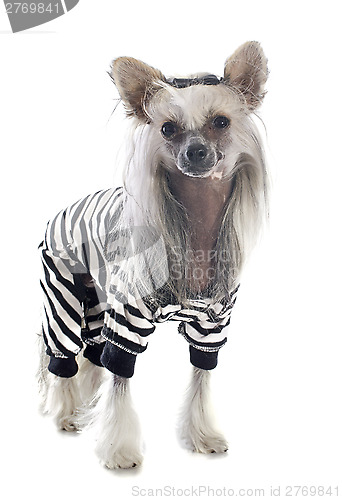 Image of dressed Chinese Crested Dog