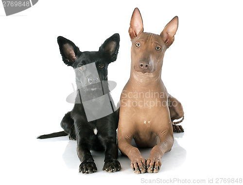 Image of peruvian dogs