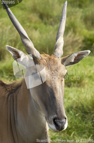 Image of Eland antelope