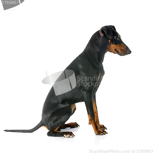 Image of Manchester terrier