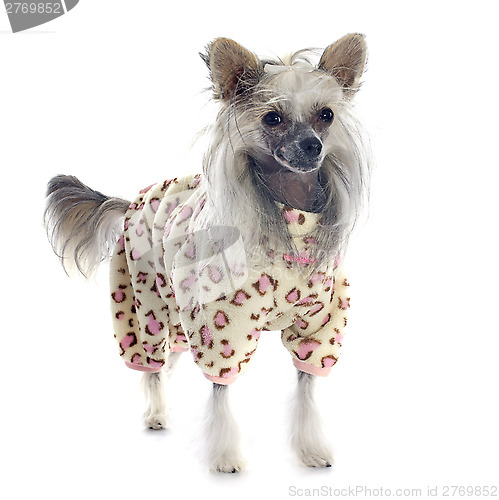 Image of dressed Chinese Crested Dog