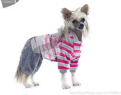 Image of dressed Chinese Crested Dog