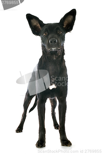 Image of peruvian dog