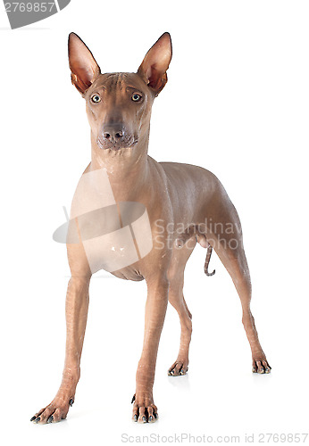 Image of peruvian dog