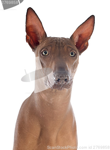 Image of peruvian dog