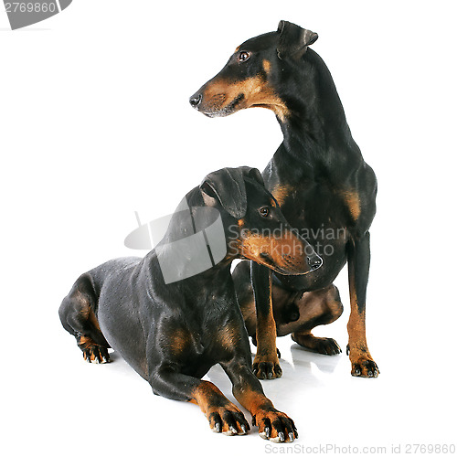 Image of Manchester terriers