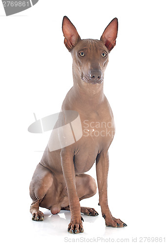 Image of peruvian dog