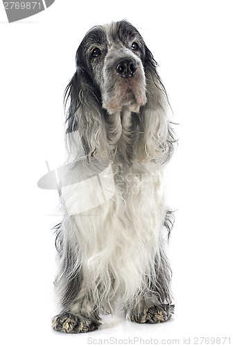 Image of cocker spaniel