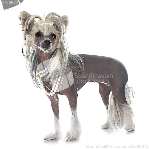 Image of Chinese Crested Dog