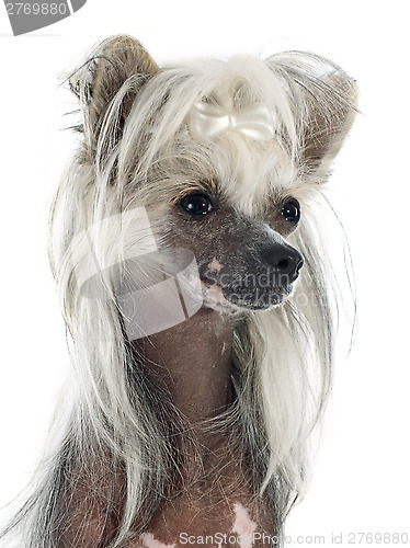 Image of Chinese Crested Dog