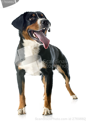 Image of Appenzeller Sennenhund