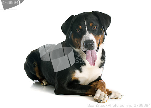 Image of Appenzeller Sennenhund