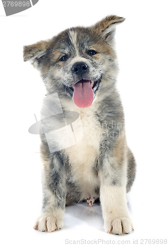 Image of puppy akita inu