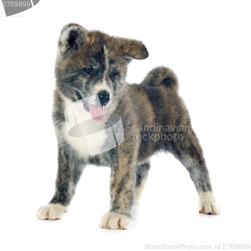 Image of puppy akita inu