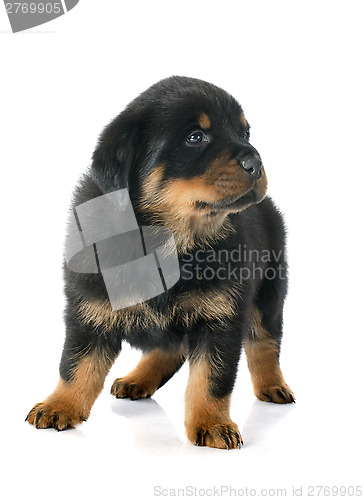 Image of puppy rottweiler