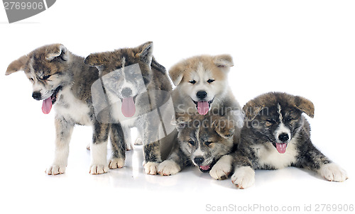 Image of puppies akita inu