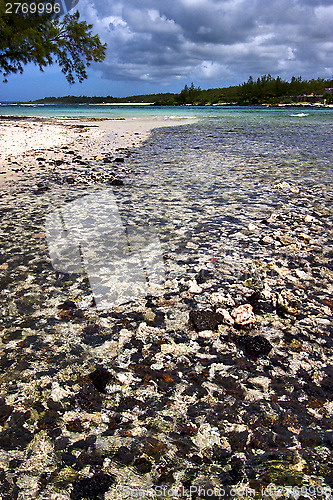 Image of blue   foam footstep  island of deus cocos in mauritius 