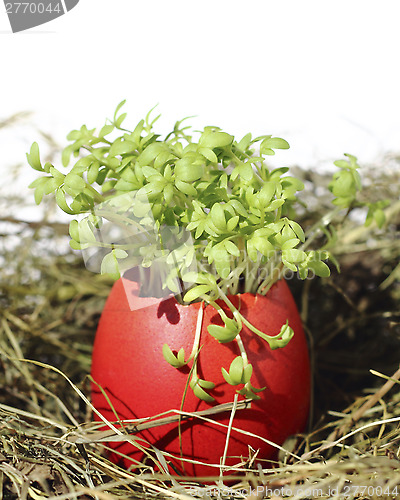 Image of Easter eggs with garden cress