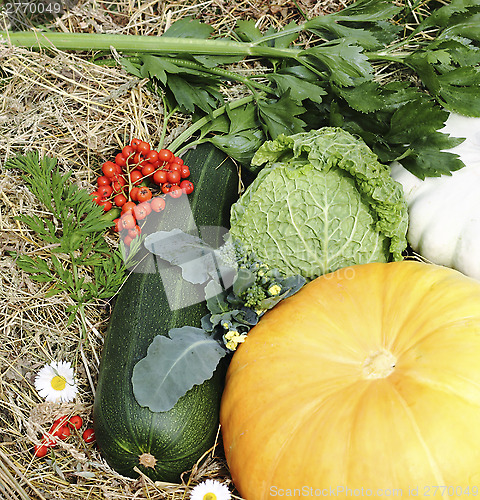 Image of Autumn vegetables