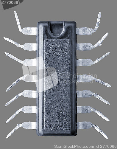 Image of Chip - spider