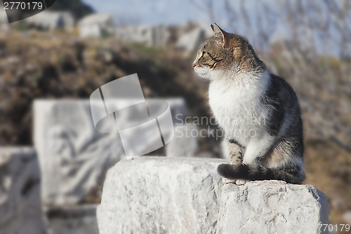 Image of Cat in Ephesus