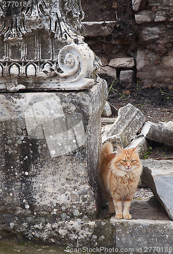 Image of Cat in Ephesus