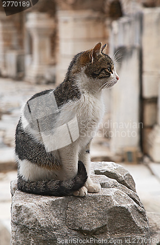 Image of Cat in Ephesus
