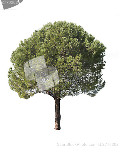 Image of Isolated pine-tree