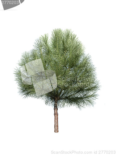 Image of Isolated pine-tree