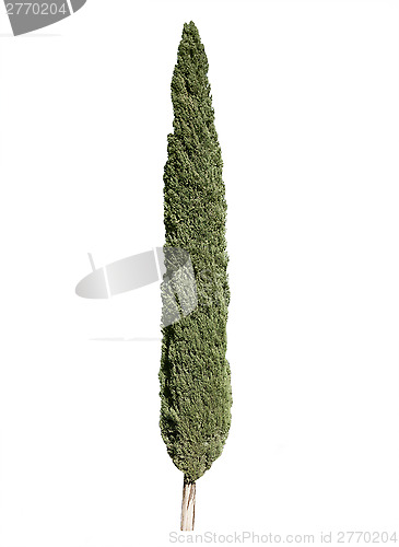 Image of Cypress tree