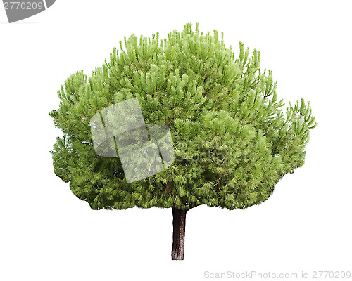 Image of Isolated pine-tree