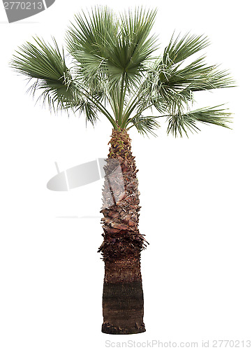 Image of Isolated palm-tree