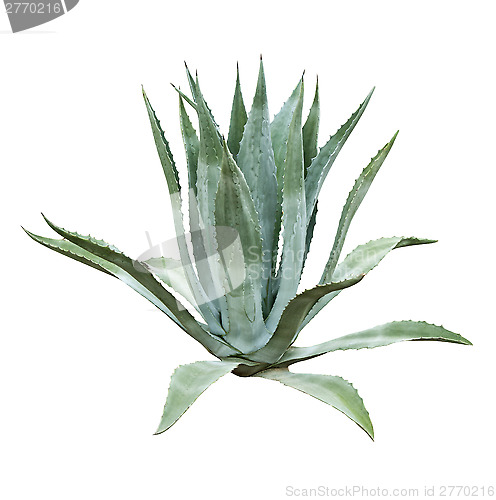 Image of Aloe bush