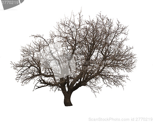 Image of Bare tree isolated over white