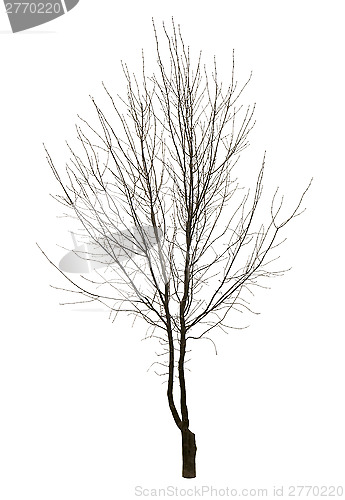 Image of Bare tree isolated over white