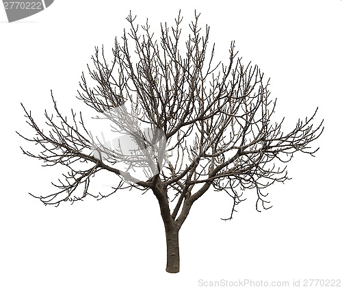 Image of Bare tree isolated over white