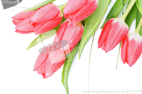 Image of Spring Tulips