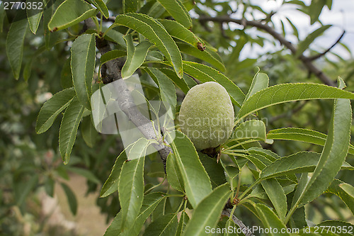 Image of almond tree 