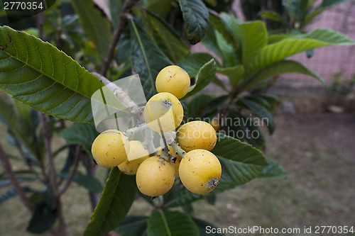 Image of loquat tree