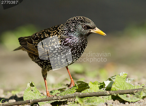 Image of Starling