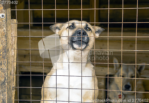 Image of Dogs in aviary of animal shelter