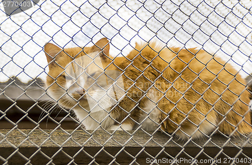 Image of Red cat in aviary of animal shelter